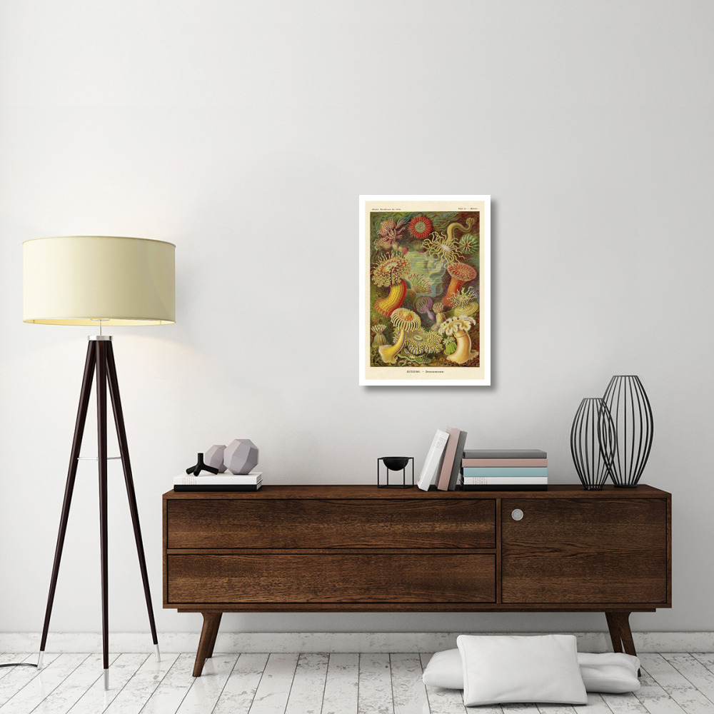 Haeckel Nature Illustrations Actiniae-Paper Art-22&quotx32"