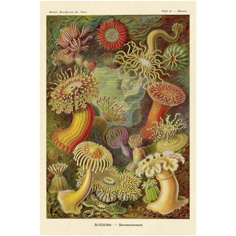 Haeckel Nature Illustrations Actiniae-Paper Art-26&quotx38"