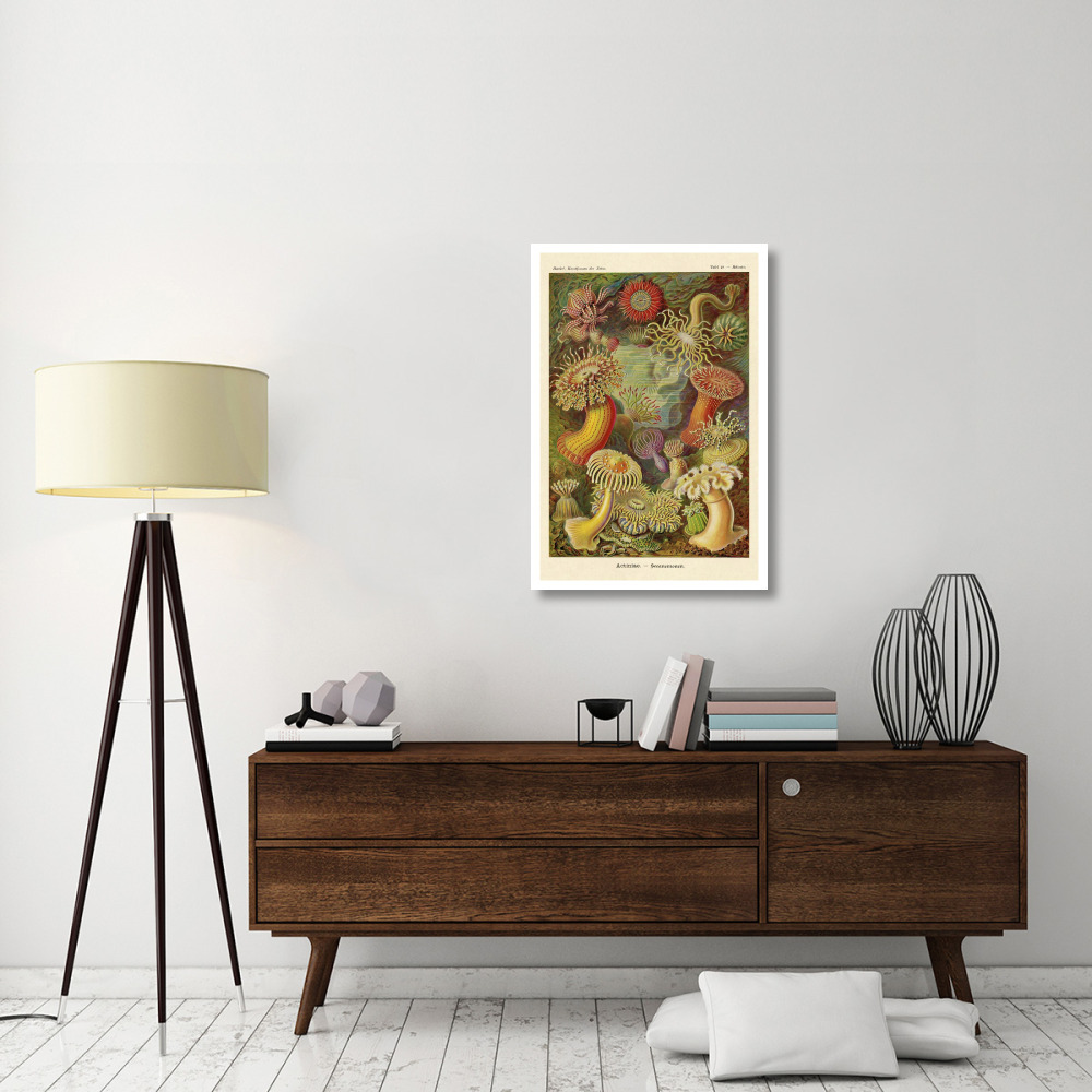 Haeckel Nature Illustrations Actiniae-Paper Art-26&quotx38"