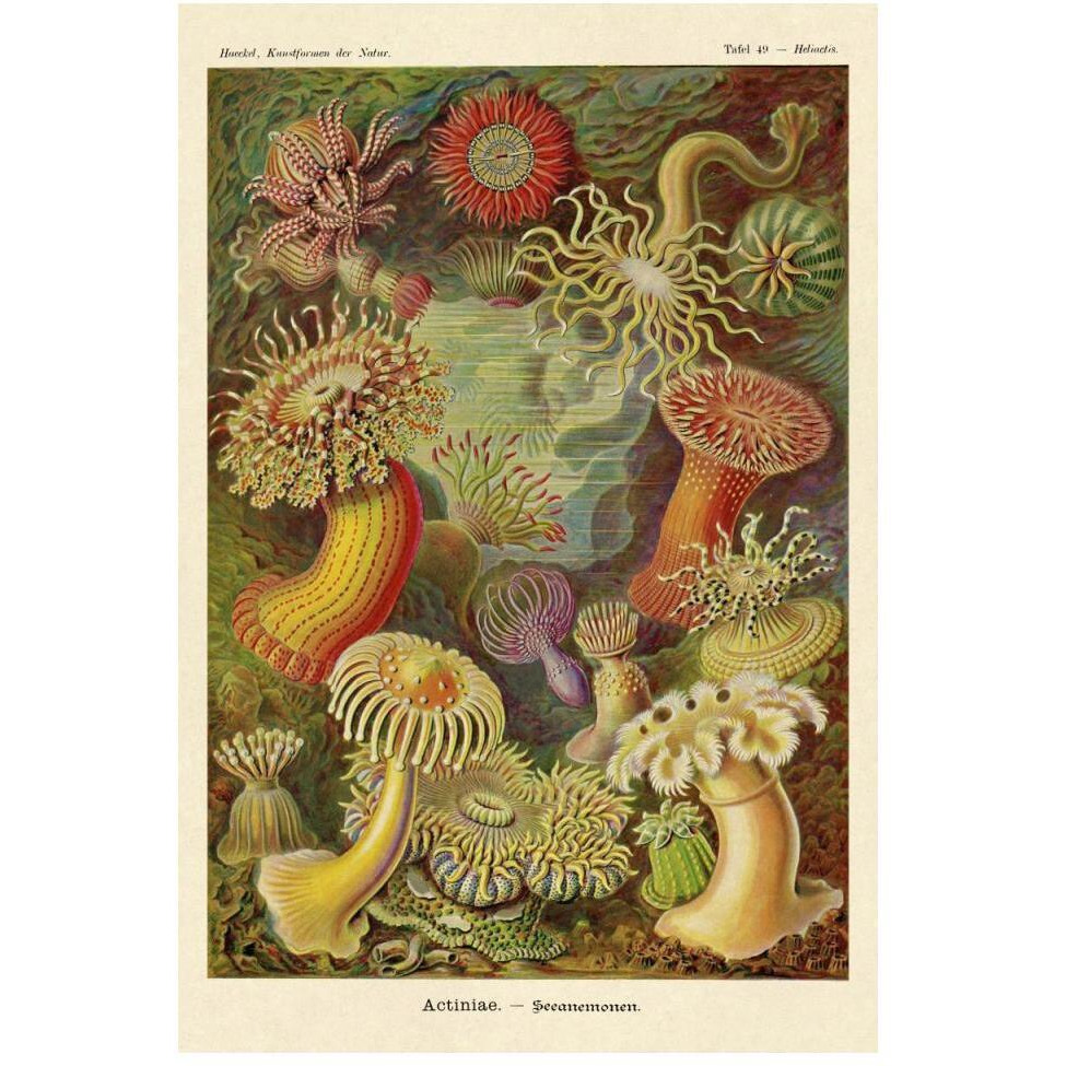 Haeckel Nature Illustrations Actiniae-Paper Art-34&quotx50"