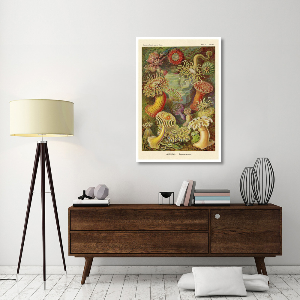 Haeckel Nature Illustrations Actiniae-Paper Art-34&quotx50"