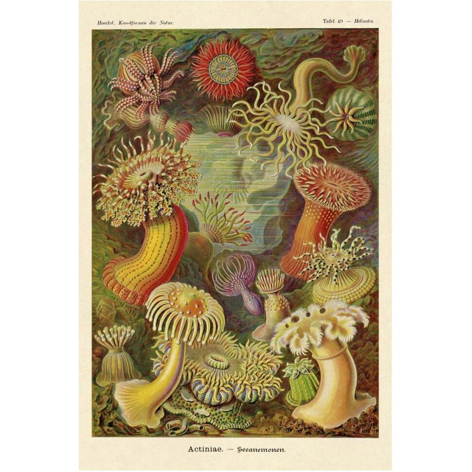 Haeckel Nature Illustrations Actiniae-Paper Art-42&quotx62"