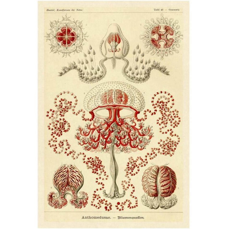 Haeckel Nature Illustrations Anthomedusae-Paper Art-14&quotx20"
