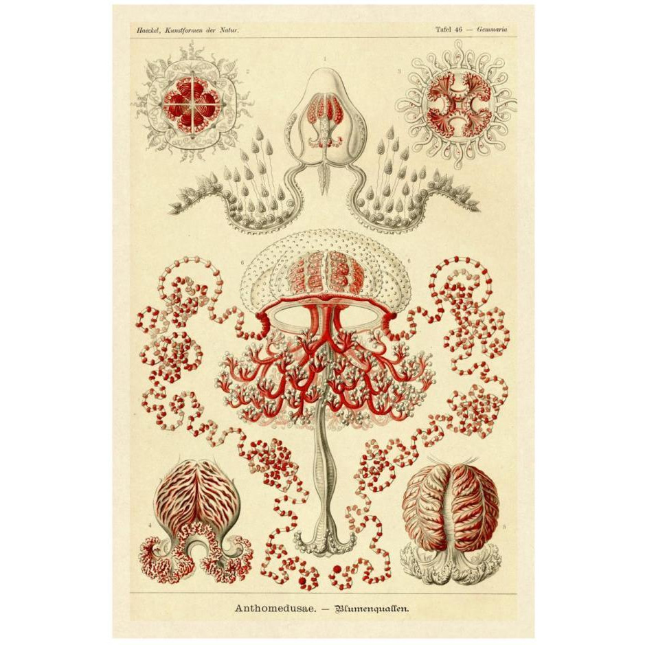 Haeckel Nature Illustrations Anthomedusae-Paper Art-18&quotx26"