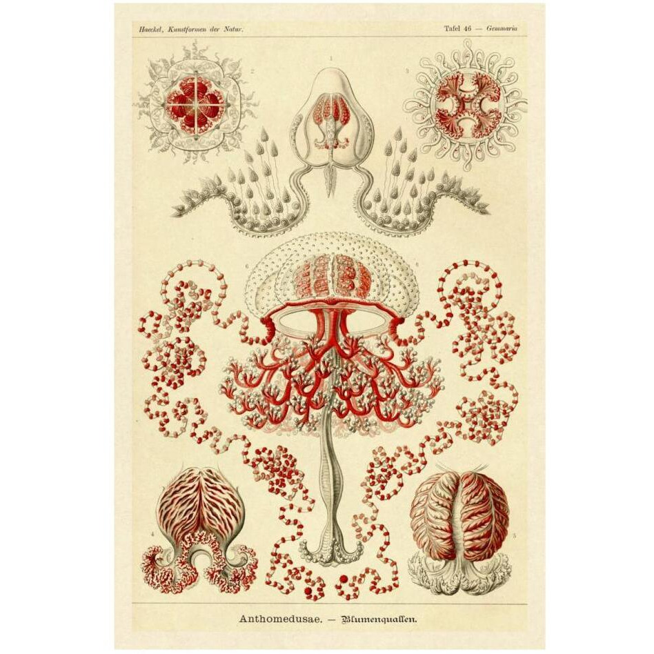 Haeckel Nature Illustrations Anthomedusae-Paper Art-22&quotx32"