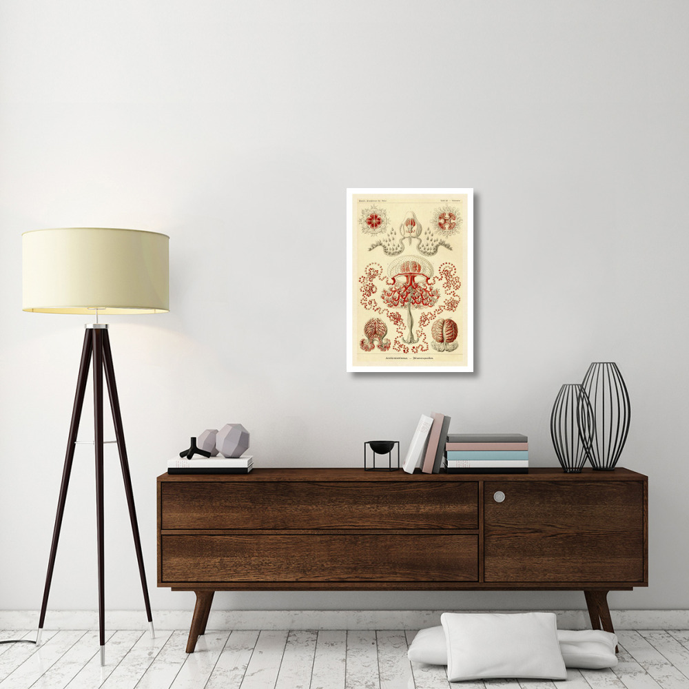 Haeckel Nature Illustrations Anthomedusae-Paper Art-22&quotx32"