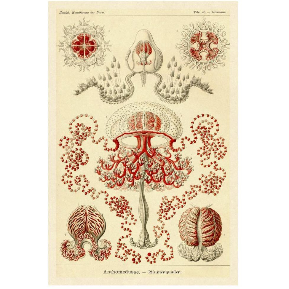 Haeckel Nature Illustrations Anthomedusae-Paper Art-34&quotx50"