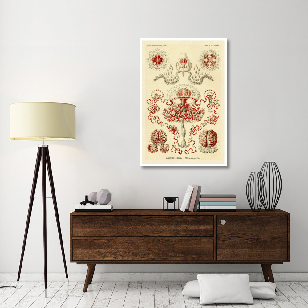 Haeckel Nature Illustrations Anthomedusae-Paper Art-34&quotx50"