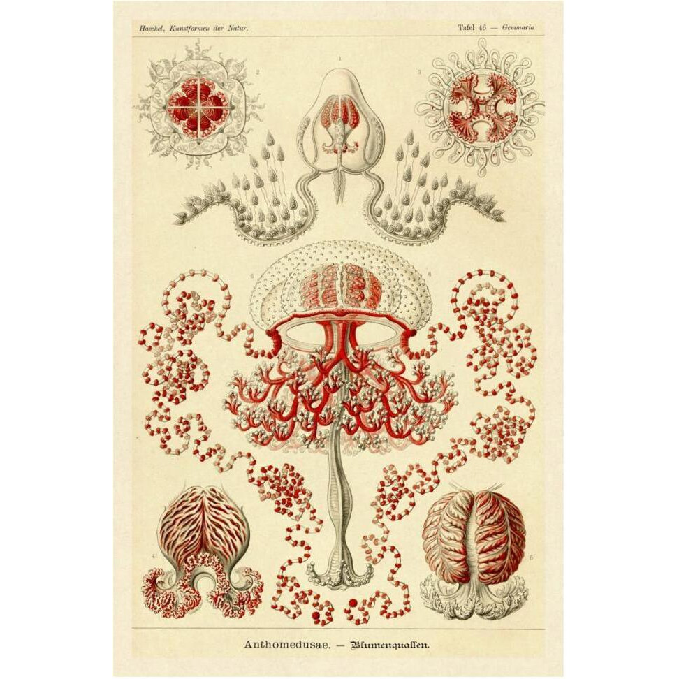 Haeckel Nature Illustrations Anthomedusae-Paper Art-42&quotx62"
