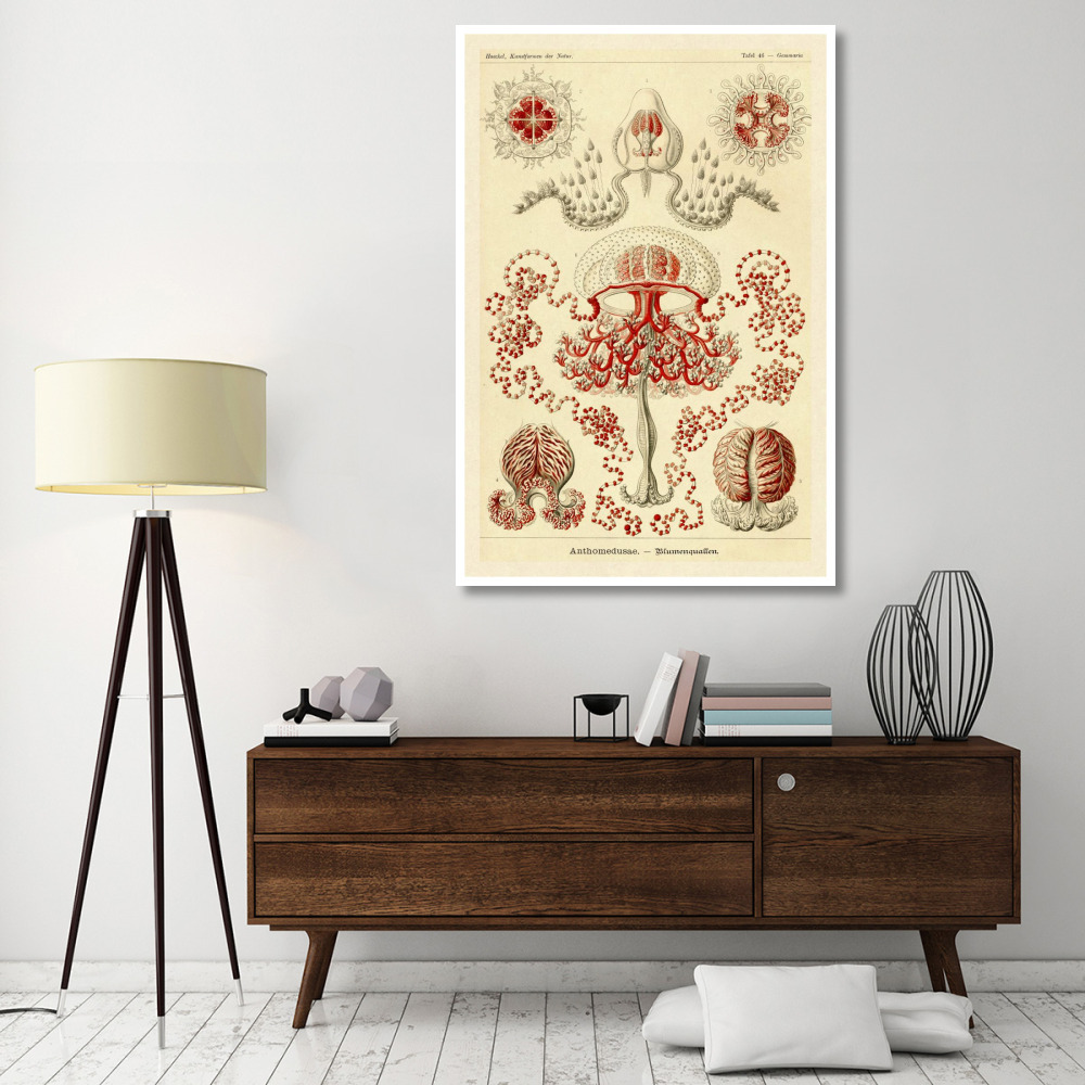 Haeckel Nature Illustrations Anthomedusae-Paper Art-42&quotx62"