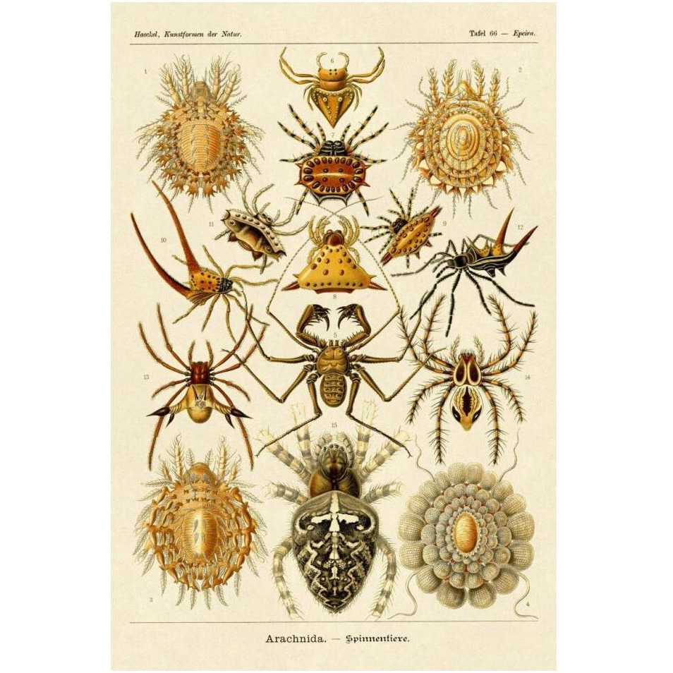 Haeckel Nature Illustrations Spiders-Paper Art-14&quotx20"