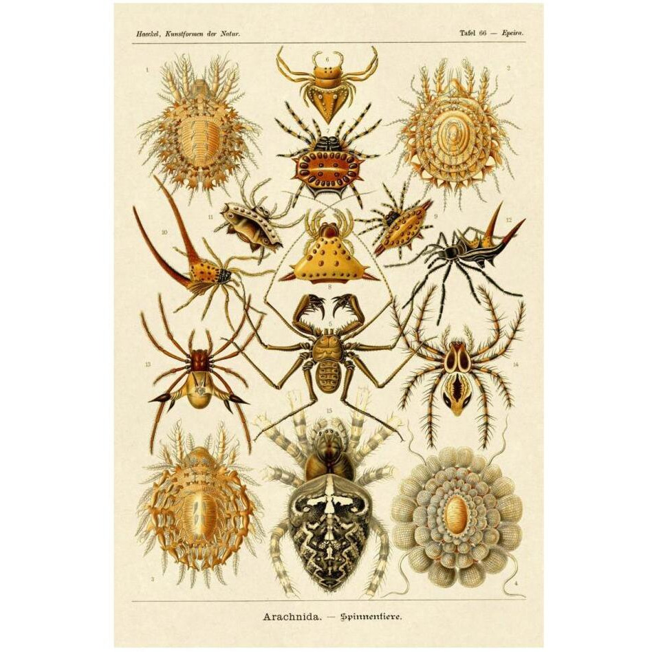 Haeckel Nature Illustrations Spiders-Paper Art-22&quotx32"