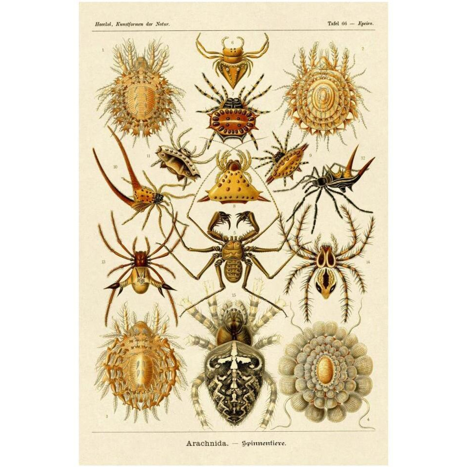 Haeckel Nature Illustrations Spiders-Paper Art-26&quotx38"