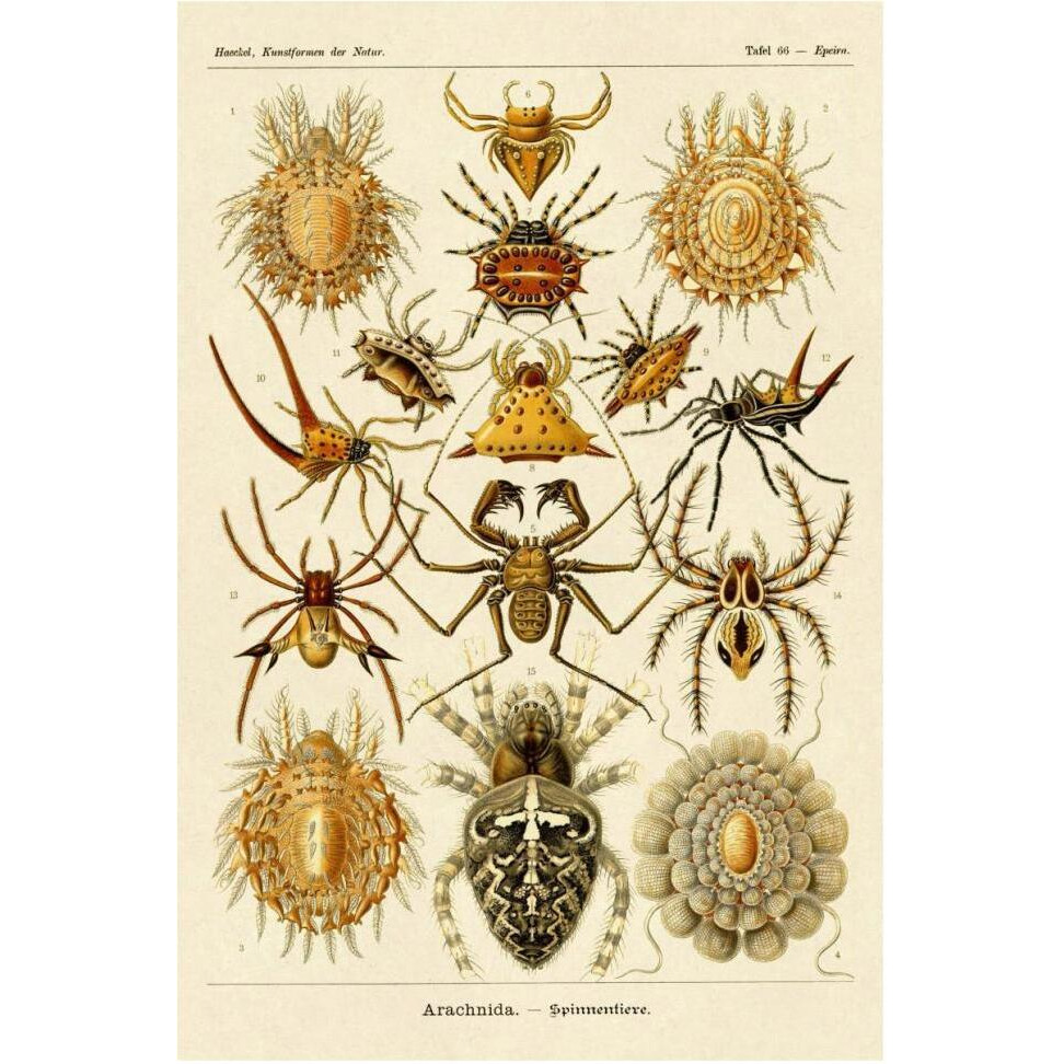 Haeckel Nature Illustrations Spiders-Paper Art-42&quotx62"