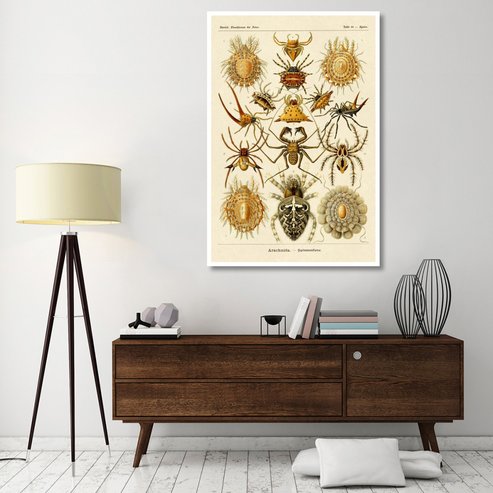 Haeckel Nature Illustrations Spiders-Paper Art-42&quotx62"