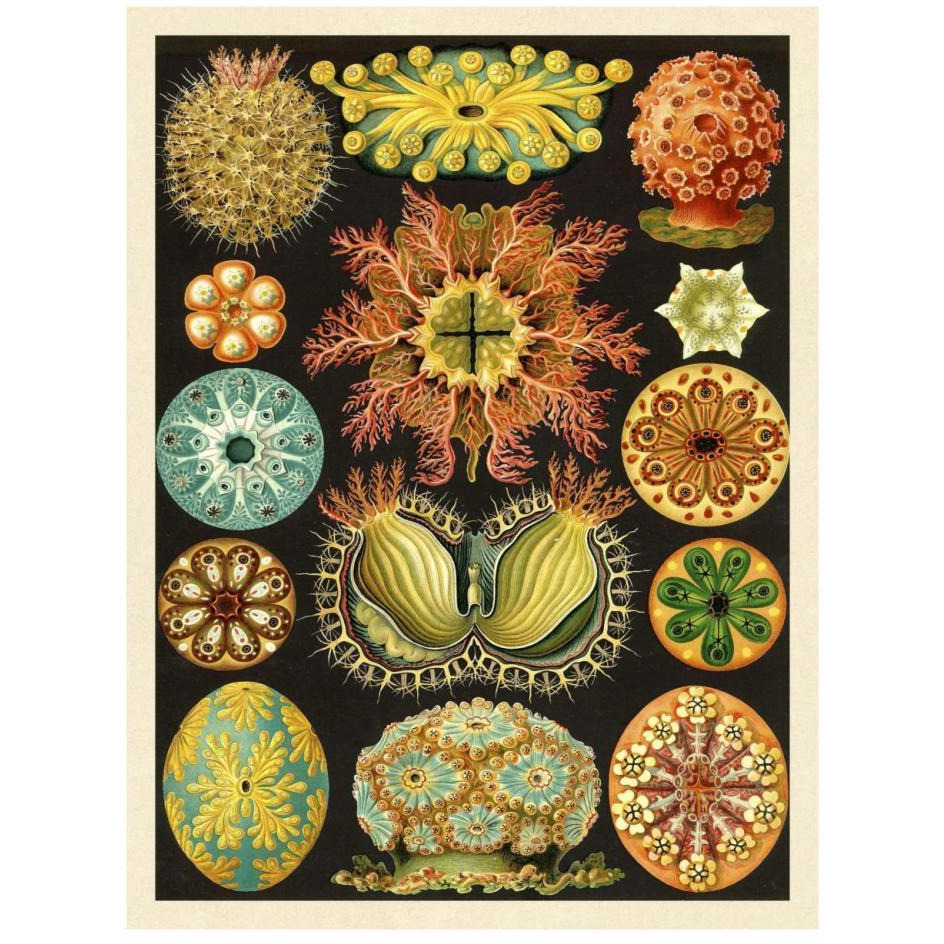 Haeckel Nature Illustrations Ascidiae-Paper Art-20&quotx26"