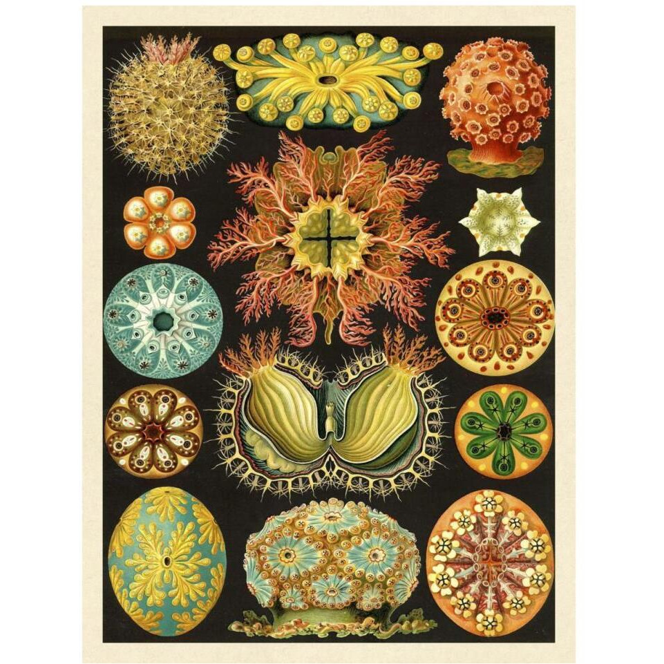 Haeckel Nature Illustrations Ascidiae-Paper Art-32&quotx42"