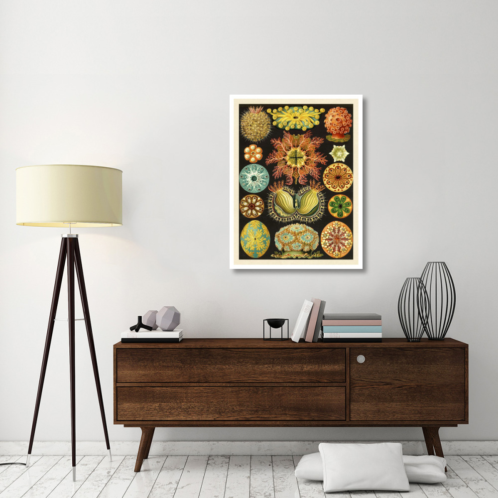 Haeckel Nature Illustrations Ascidiae-Paper Art-32&quotx42"