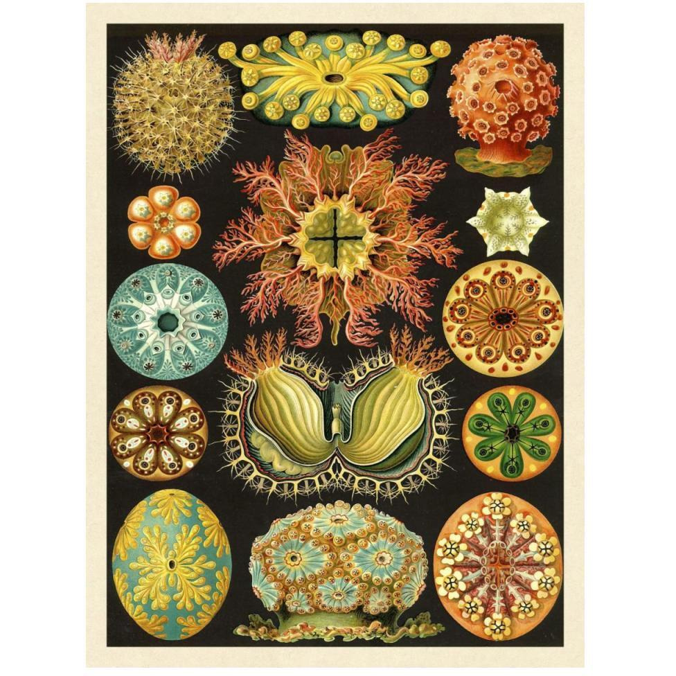 Haeckel Nature Illustrations Ascidiae-Paper Art-38&quotx50"
