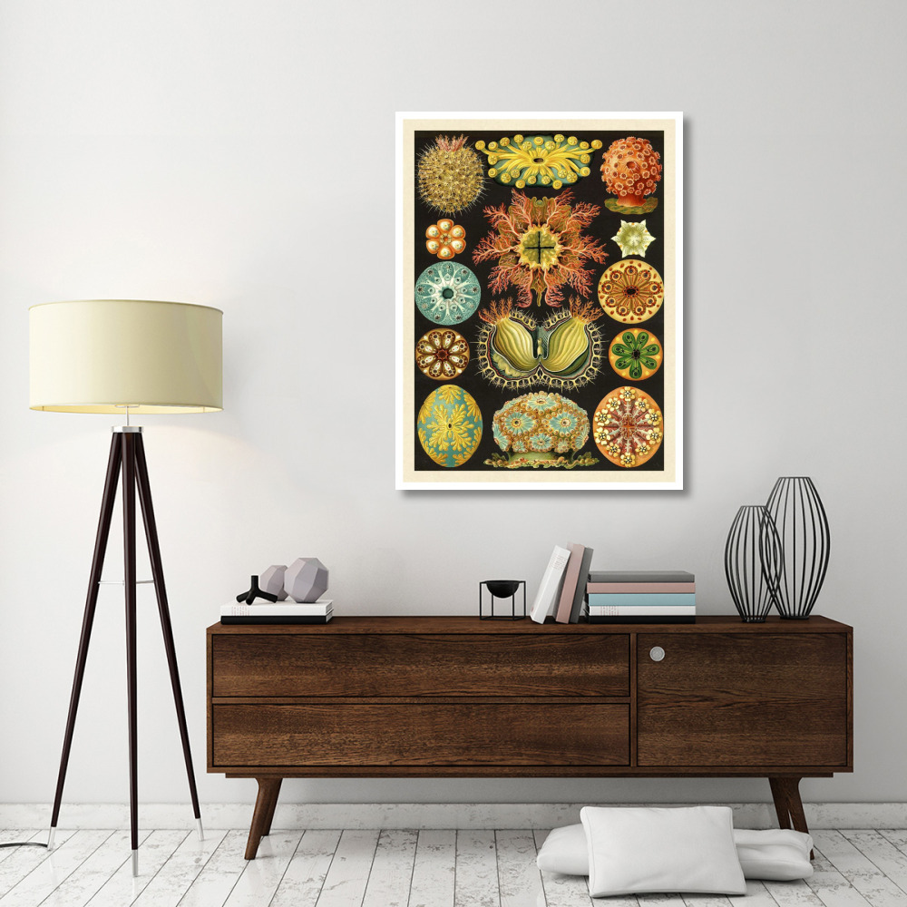 Haeckel Nature Illustrations Ascidiae-Paper Art-38&quotx50"