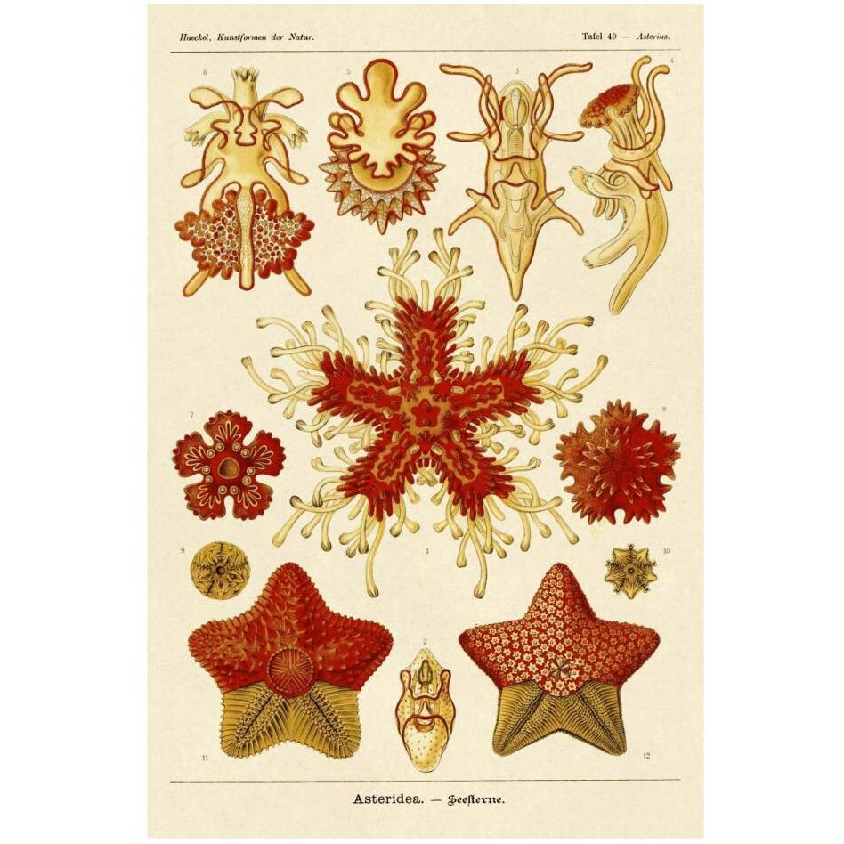 Haeckel Nature Illustrations Starfish-Paper Art-22&quotx32"