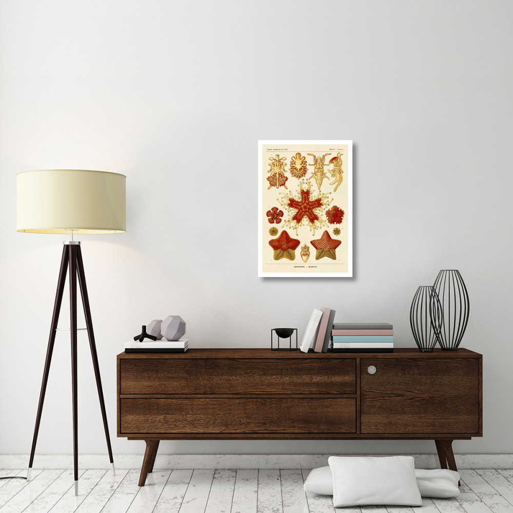 Haeckel Nature Illustrations Starfish-Paper Art-22&quotx32"