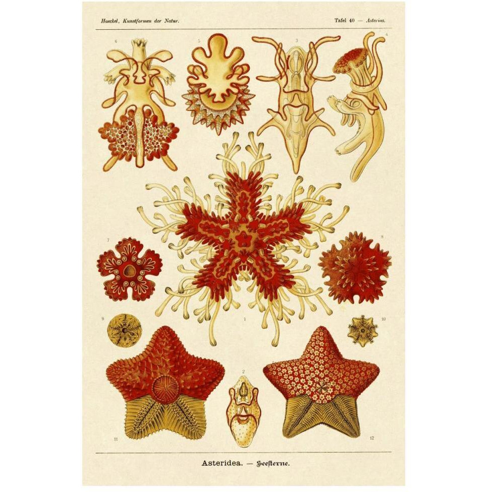 Haeckel Nature Illustrations Starfish-Paper Art-34&quotx50"