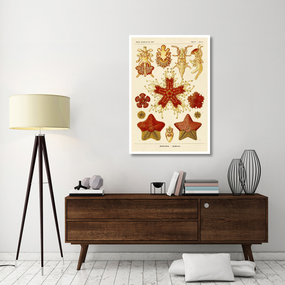 Haeckel Nature Illustrations Starfish-Paper Art-34&quotx50"