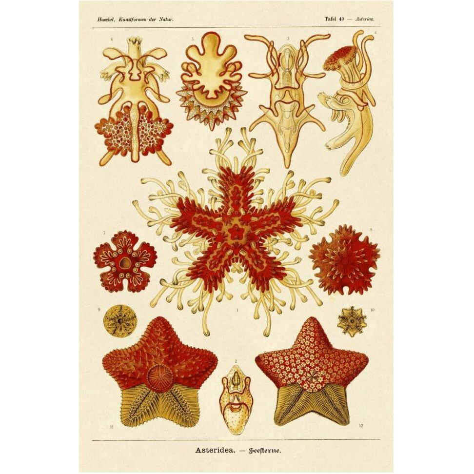 Haeckel Nature Illustrations Starfish-Paper Art-42&quotx62"