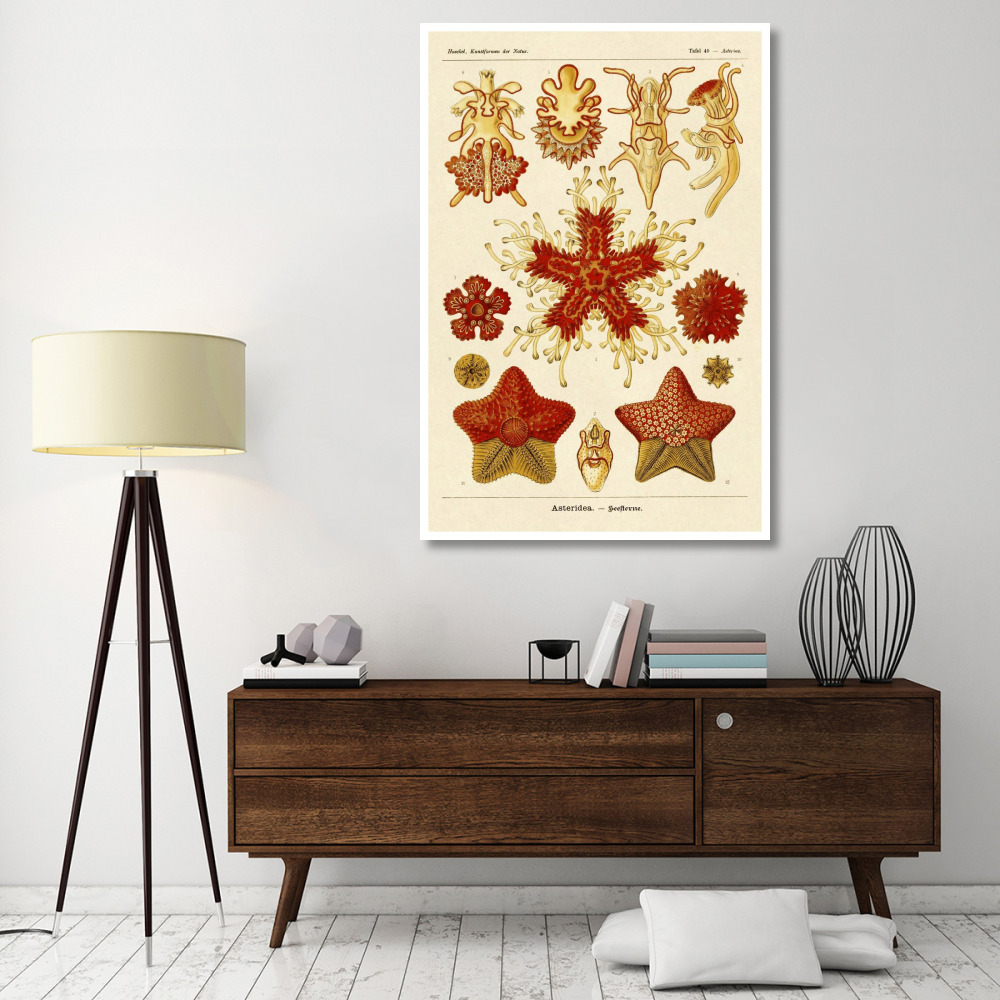 Haeckel Nature Illustrations Starfish-Paper Art-42&quotx62"