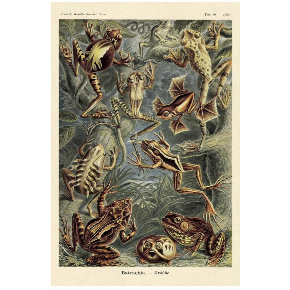 Haeckel Nature Illustrations Frogs-Paper Art-18&quotx26"