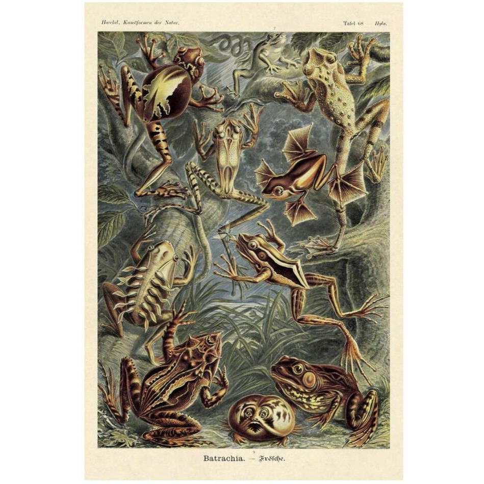 Haeckel Nature Illustrations Frogs-Paper Art-22&quotx32"