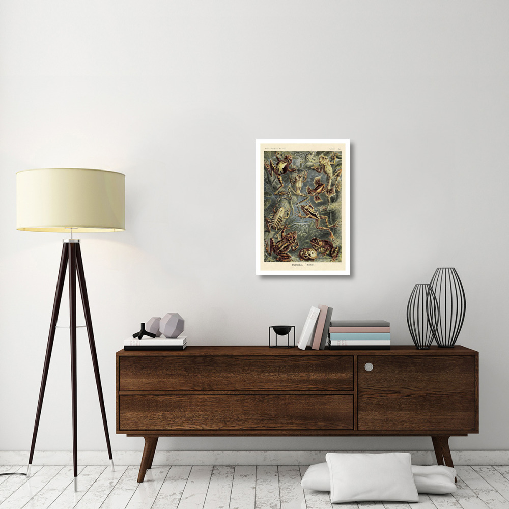 Haeckel Nature Illustrations Frogs-Paper Art-22&quotx32"