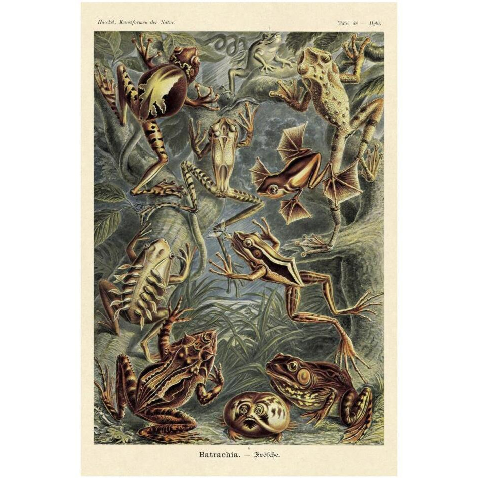 Haeckel Nature Illustrations Frogs-Paper Art-26&quotx38"