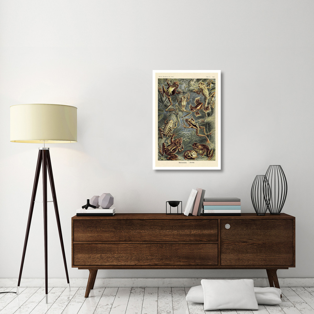 Haeckel Nature Illustrations Frogs-Paper Art-26&quotx38"