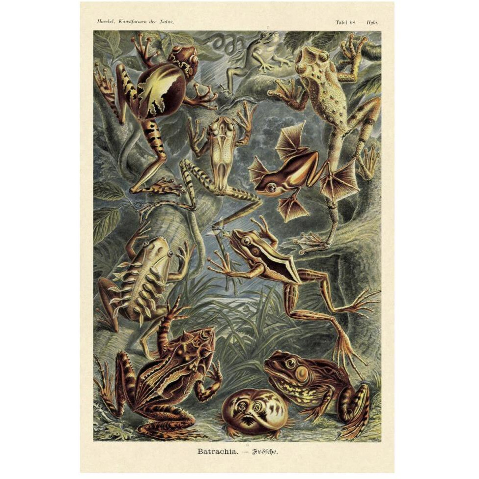 Haeckel Nature Illustrations Frogs-Paper Art-34&quotx50"