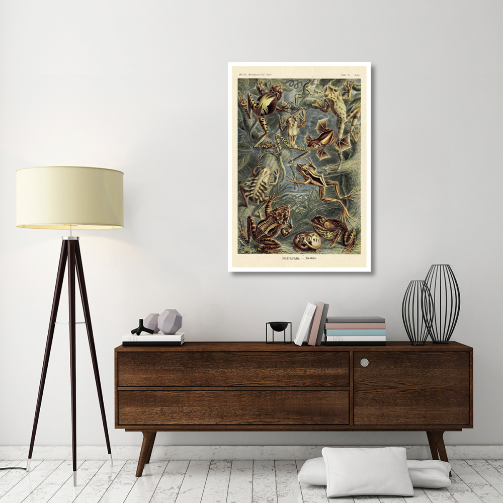 Haeckel Nature Illustrations Frogs-Paper Art-34&quotx50"
