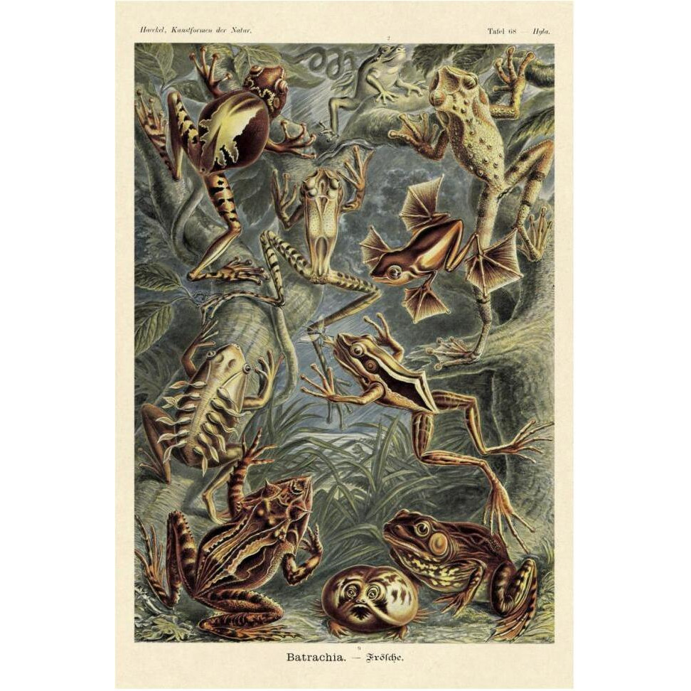 Haeckel Nature Illustrations Frogs-Paper Art-42&quotx62"