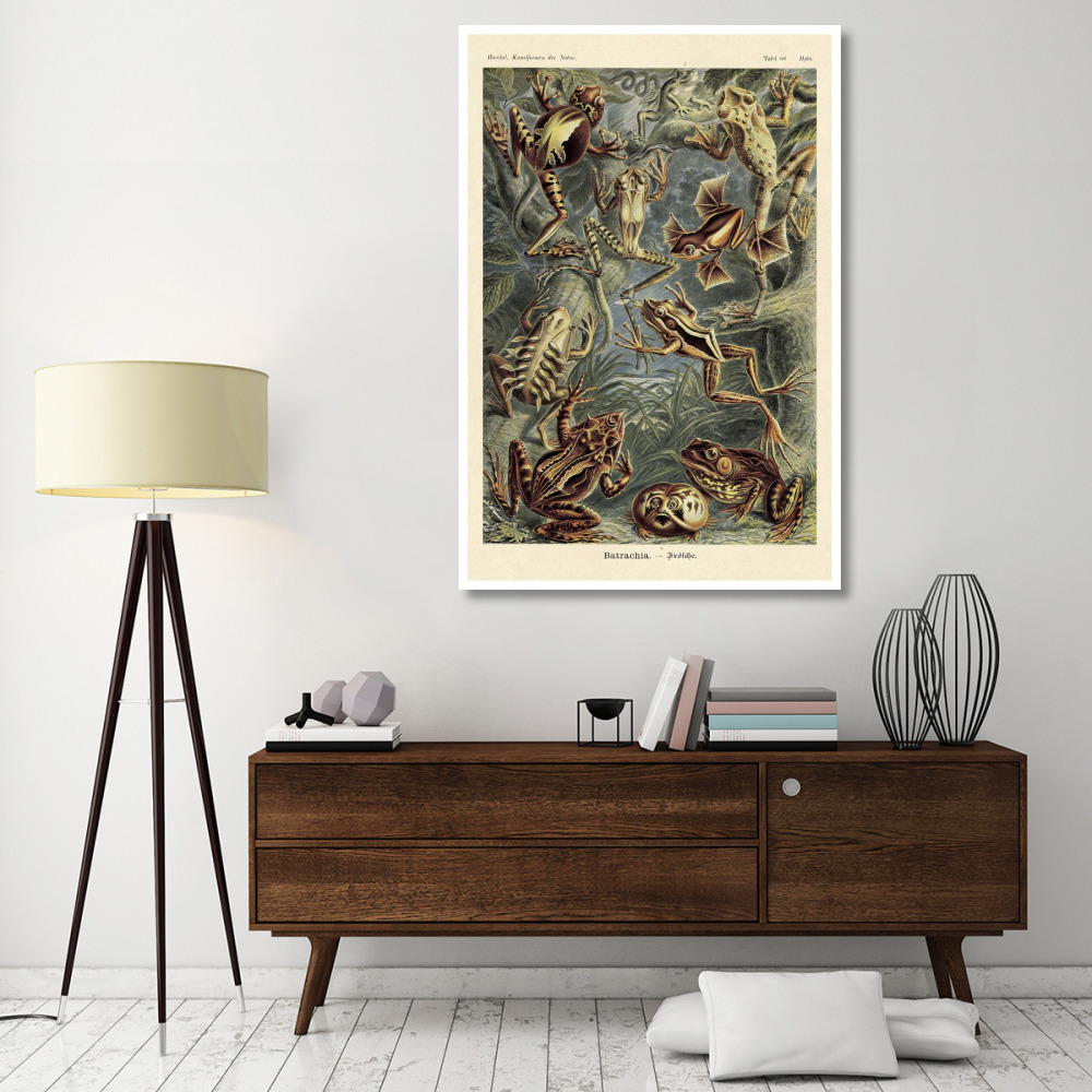 Haeckel Nature Illustrations Frogs-Paper Art-42&quotx62"