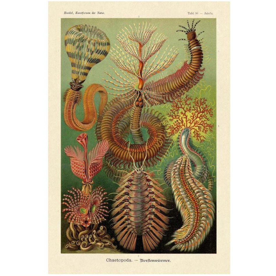 Haeckel Nature Illustrations Worms-Paper Art-22&quotx32"