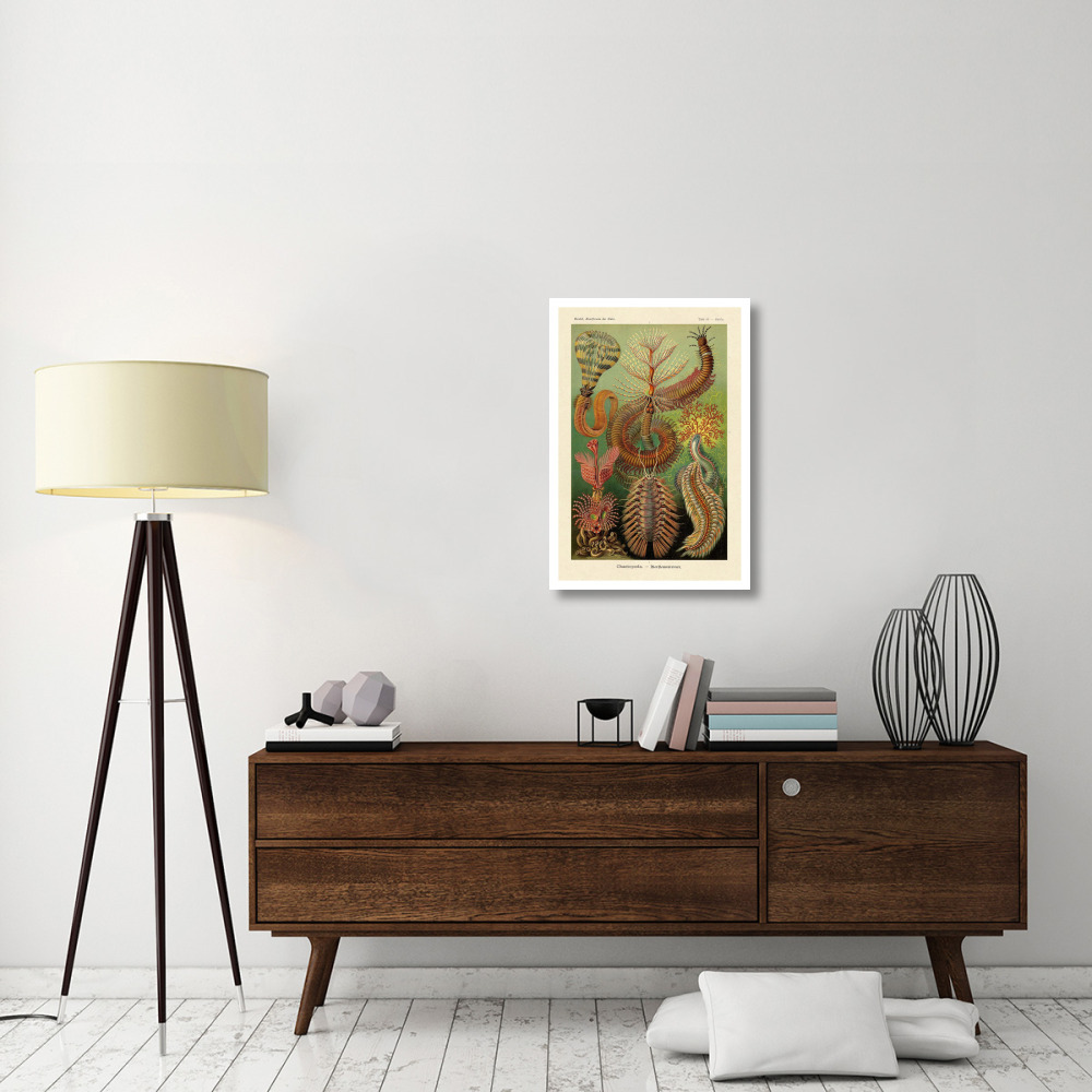 Haeckel Nature Illustrations Worms-Paper Art-22&quotx32"