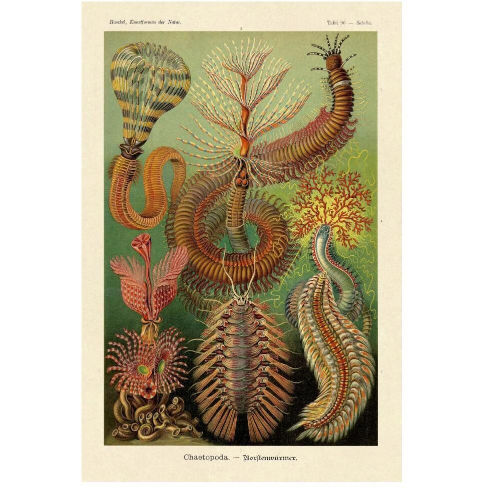 Haeckel Nature Illustrations Worms-Paper Art-34&quotx50"