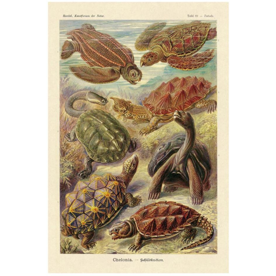 Haeckel Nature Illustrations Turtles-Paper Art-18&quotx26"