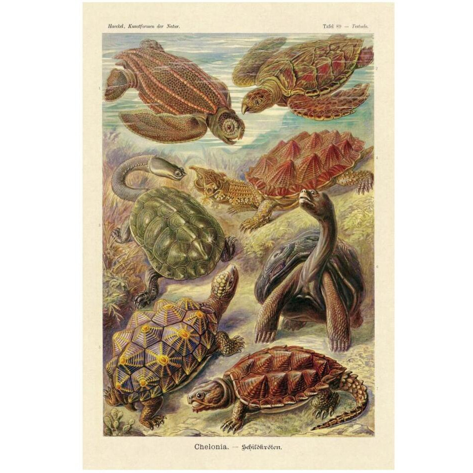 Haeckel Nature Illustrations Turtles-Paper Art-22&quotx32"