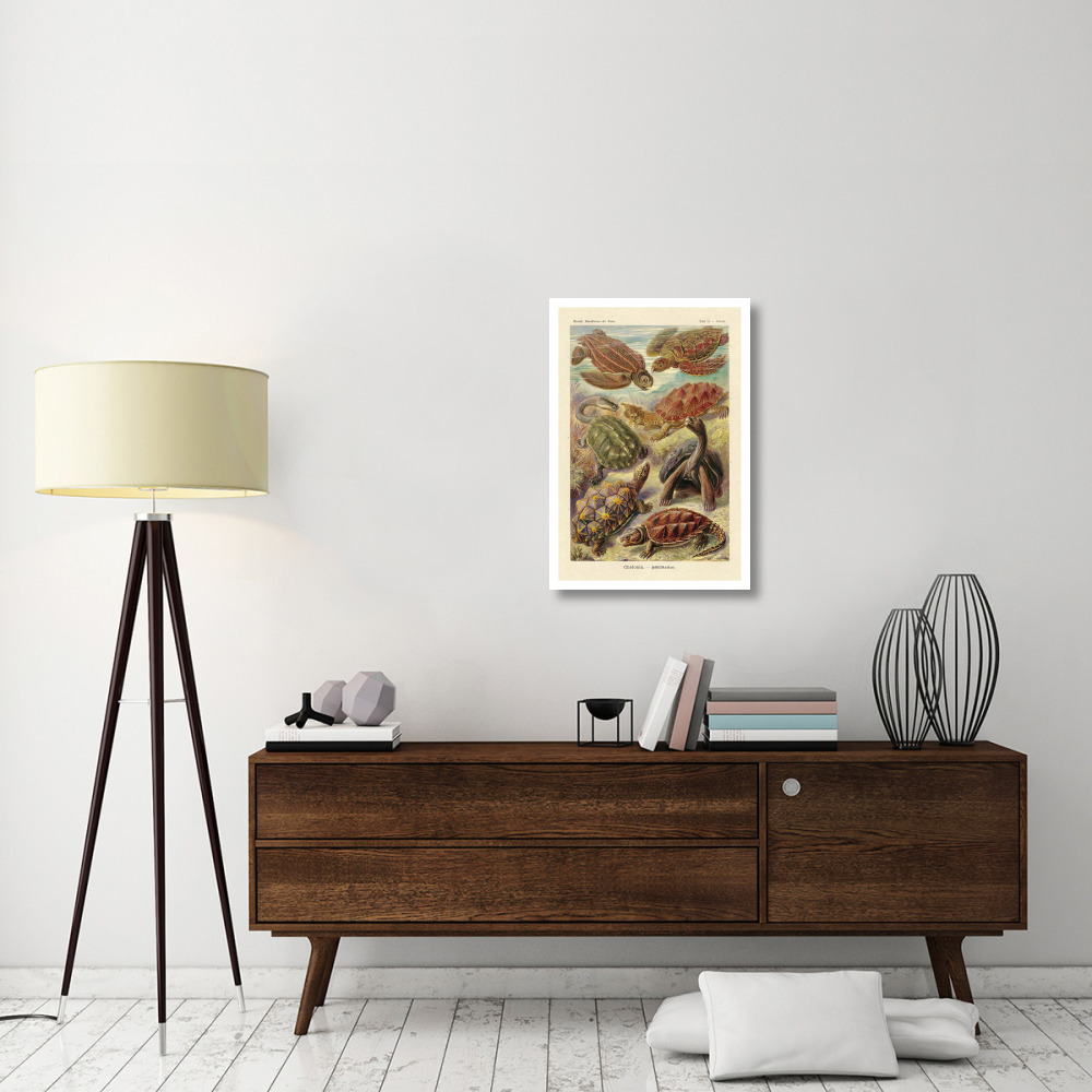 Haeckel Nature Illustrations Turtles-Paper Art-22&quotx32"