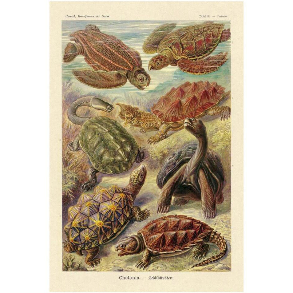 Haeckel Nature Illustrations Turtles-Paper Art-26&quotx38"