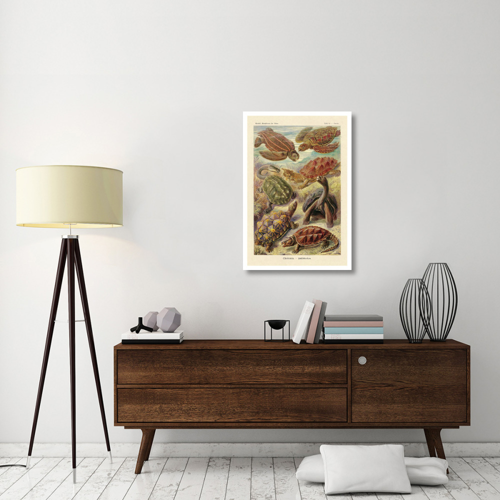 Haeckel Nature Illustrations Turtles-Paper Art-26&quotx38"