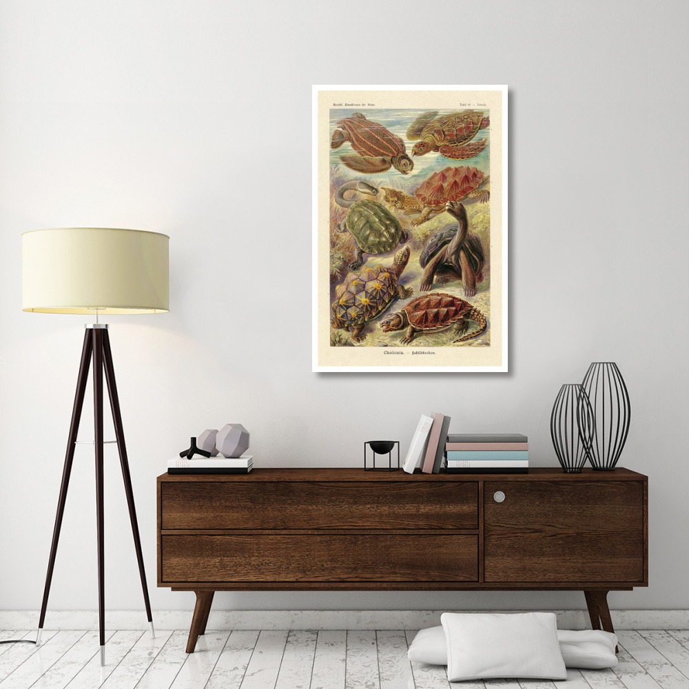 Haeckel Nature Illustrations Turtles-Paper Art-34&quotx50"