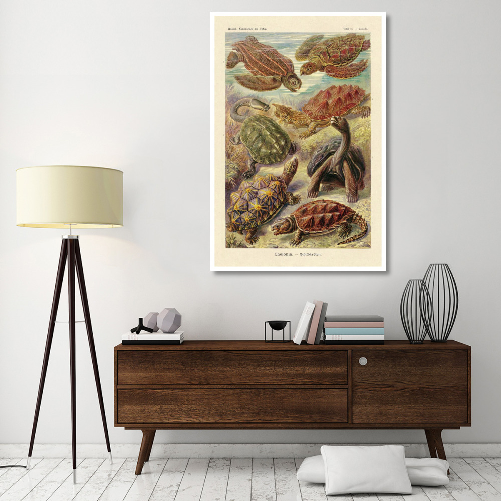 Haeckel Nature Illustrations Turtles-Paper Art-42&quotx62"