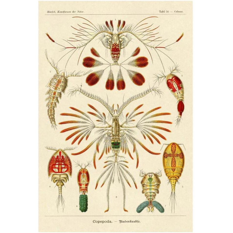Haeckel Nature Illustrations Crustaceans-Paper Art-14&quotx20"
